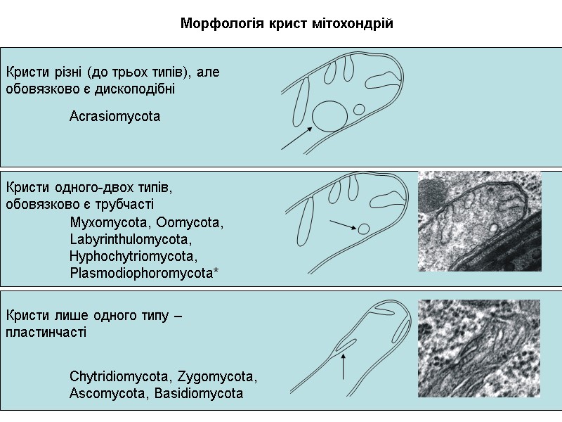 Морфологія крист мітохондрій Кристи різні (до трьох типів), але обовязково є дископодібні Кристи одного-двох